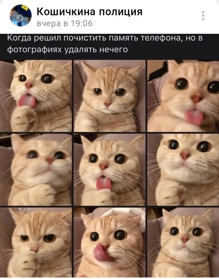 Кошичкина полиция