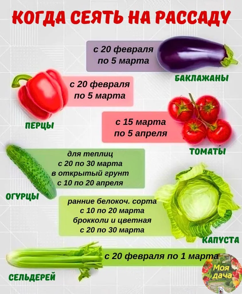 Садово-огородная  инфографика