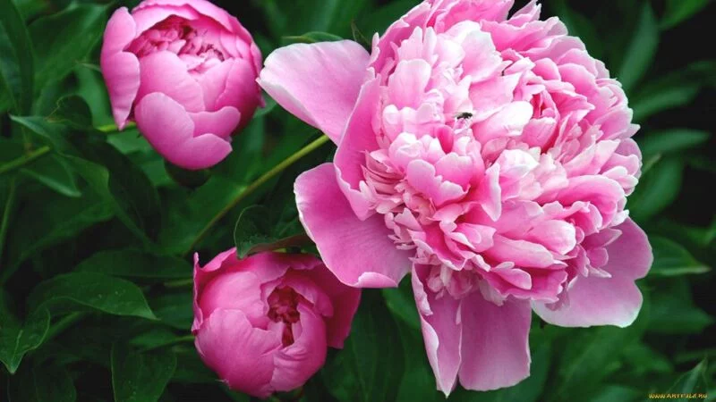 Зефирные букеты и композиции