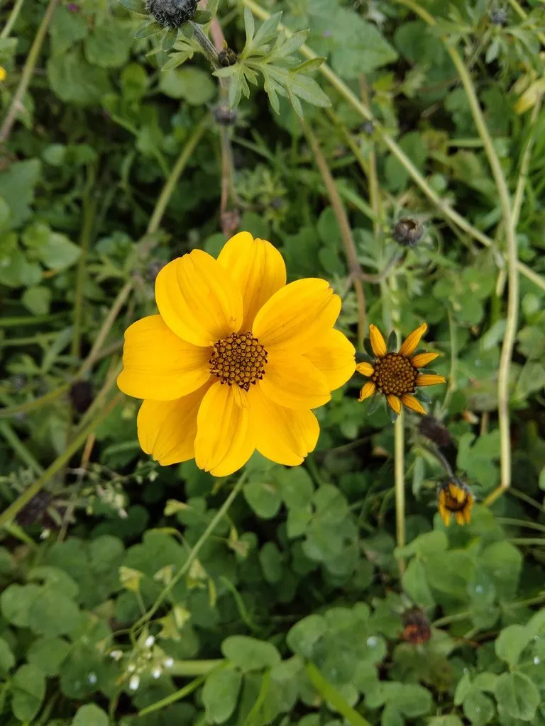 Чайная беседка