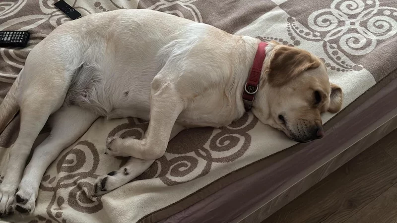 Чайная беседка