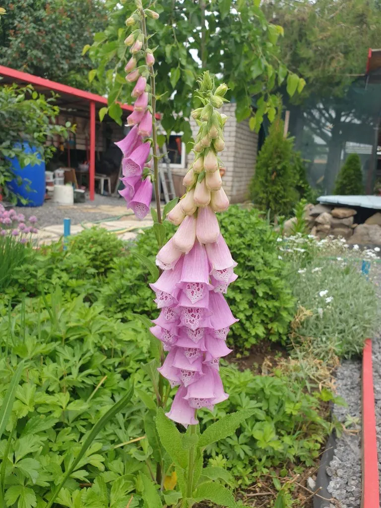 Чайная беседка