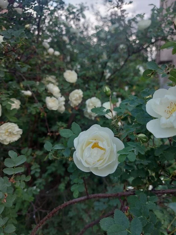 Чайная беседка