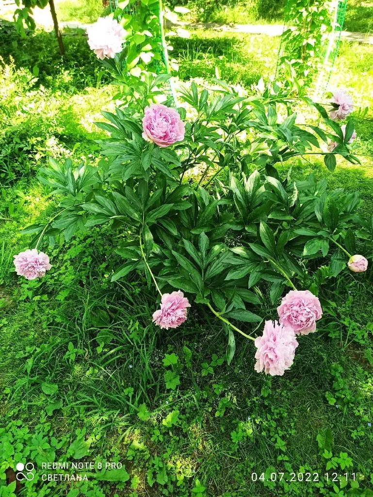 Кафе «У пани Сони»