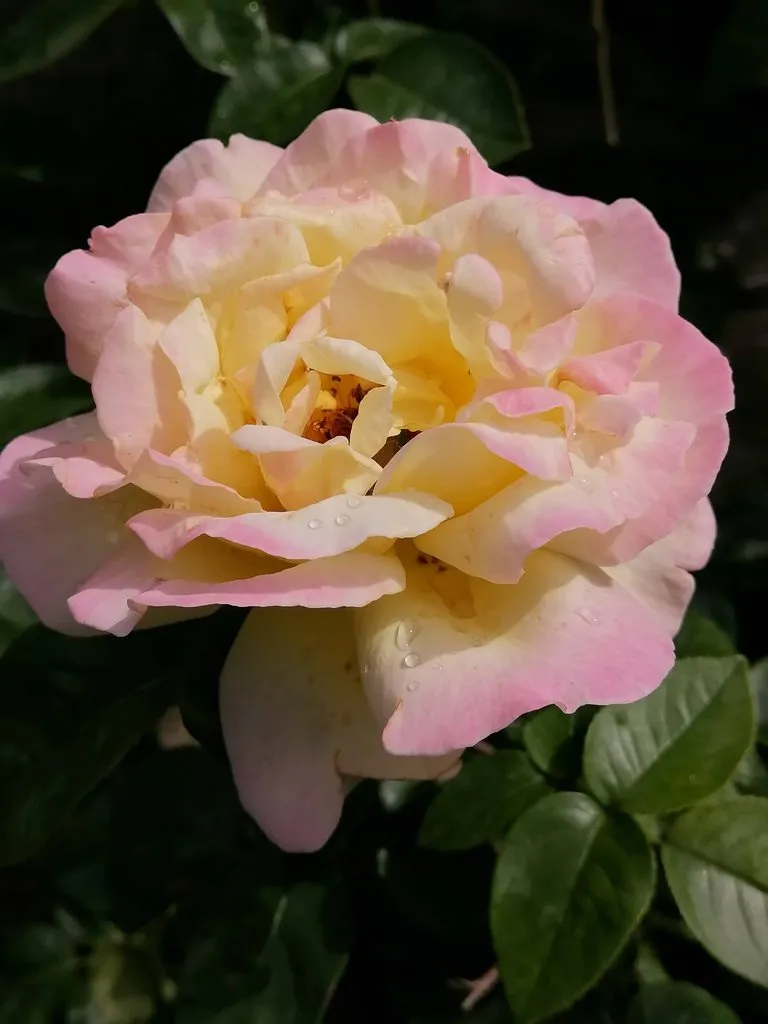 Чайная беседка