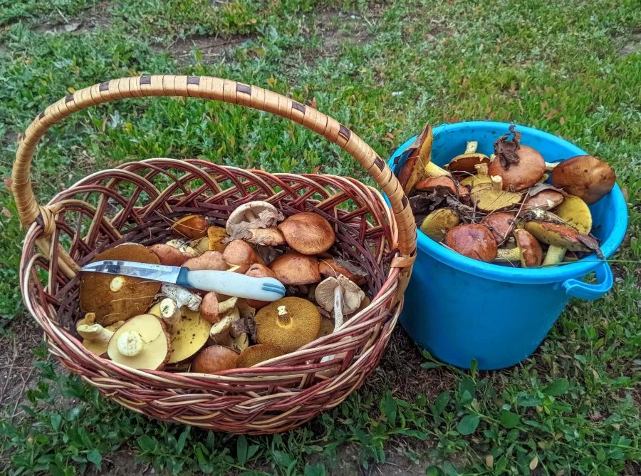 По грибы с лукошком