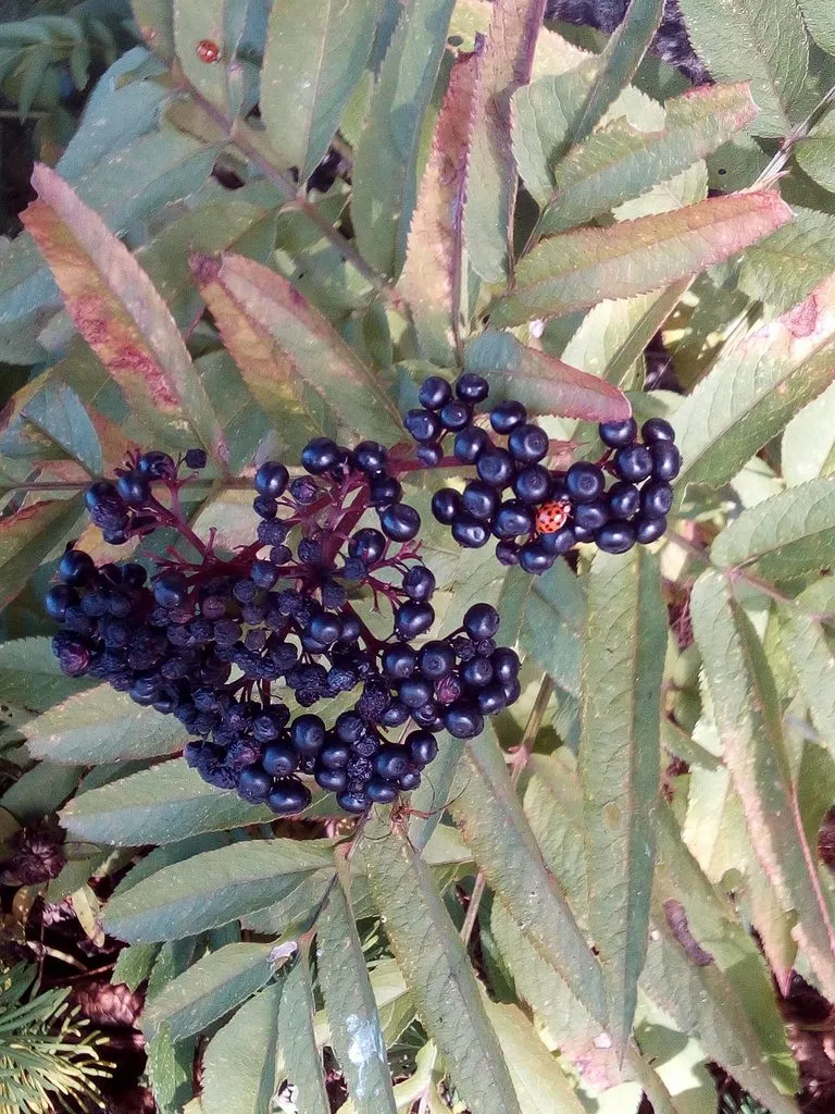 Чайная беседка