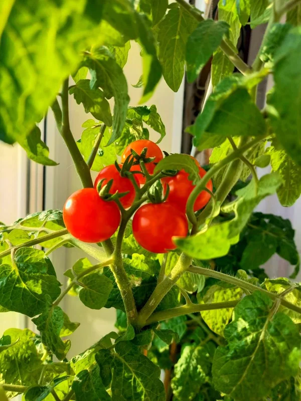 Чайная беседка