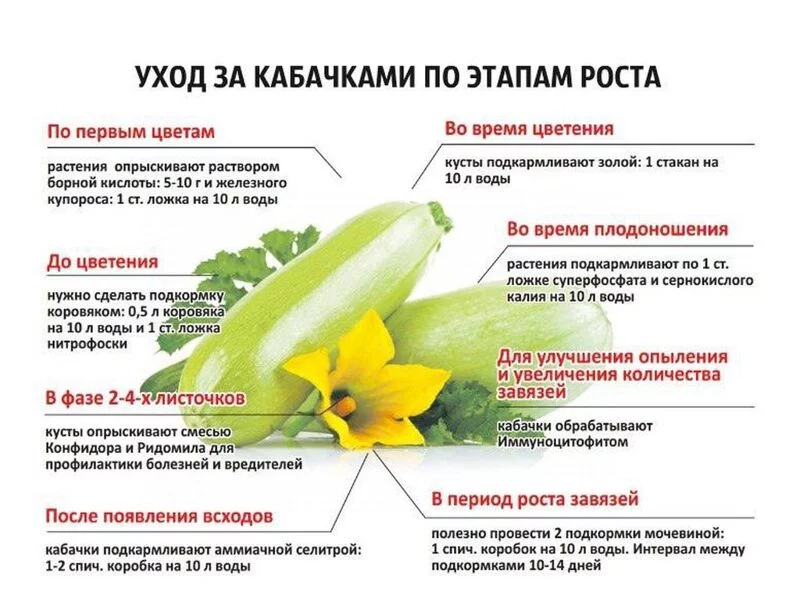 Садово-огородная  инфографика