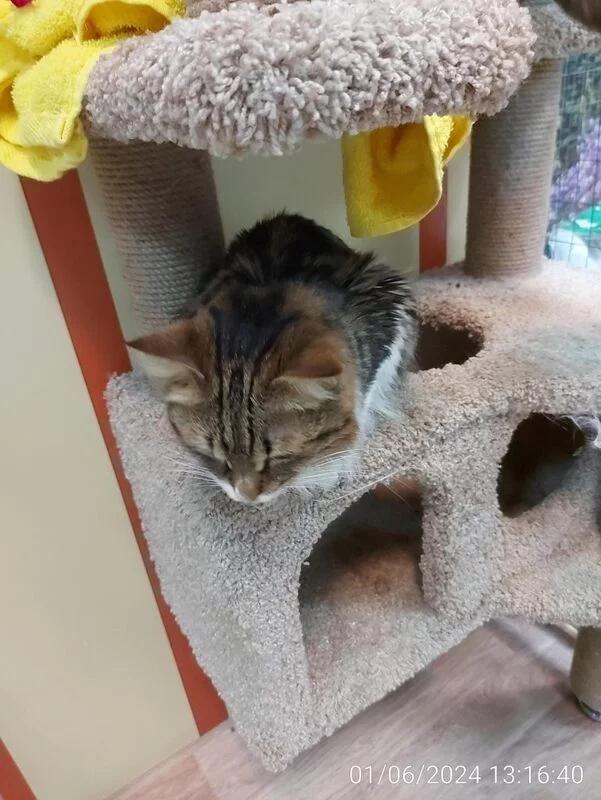 Чайная беседка