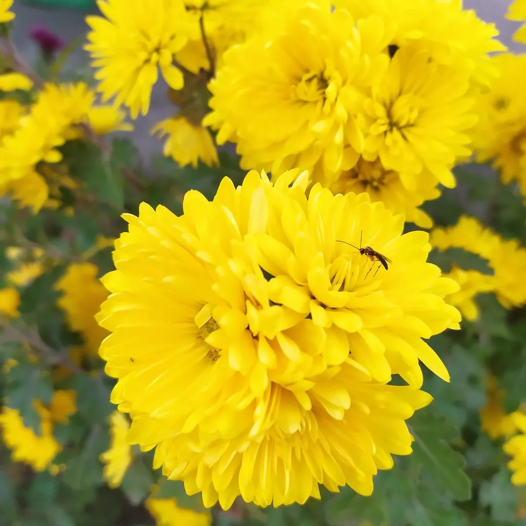 Чайная беседка