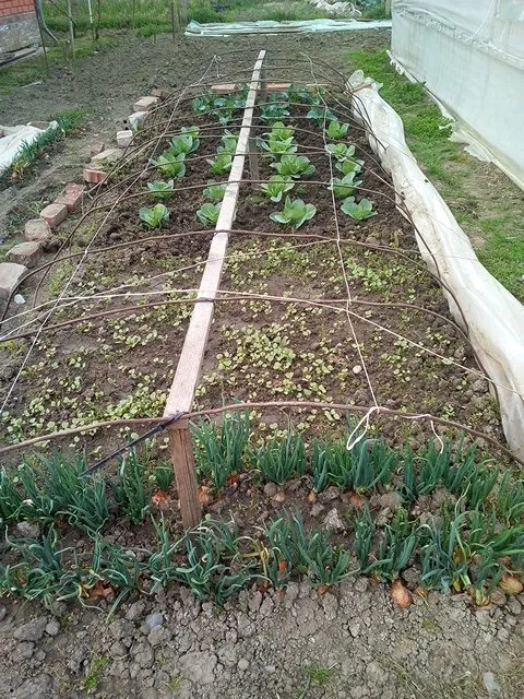 Пора выращивать рассаду