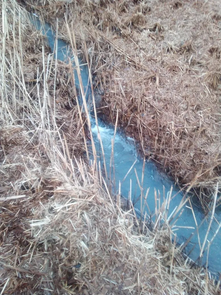 Tapтaлeтки & Ко