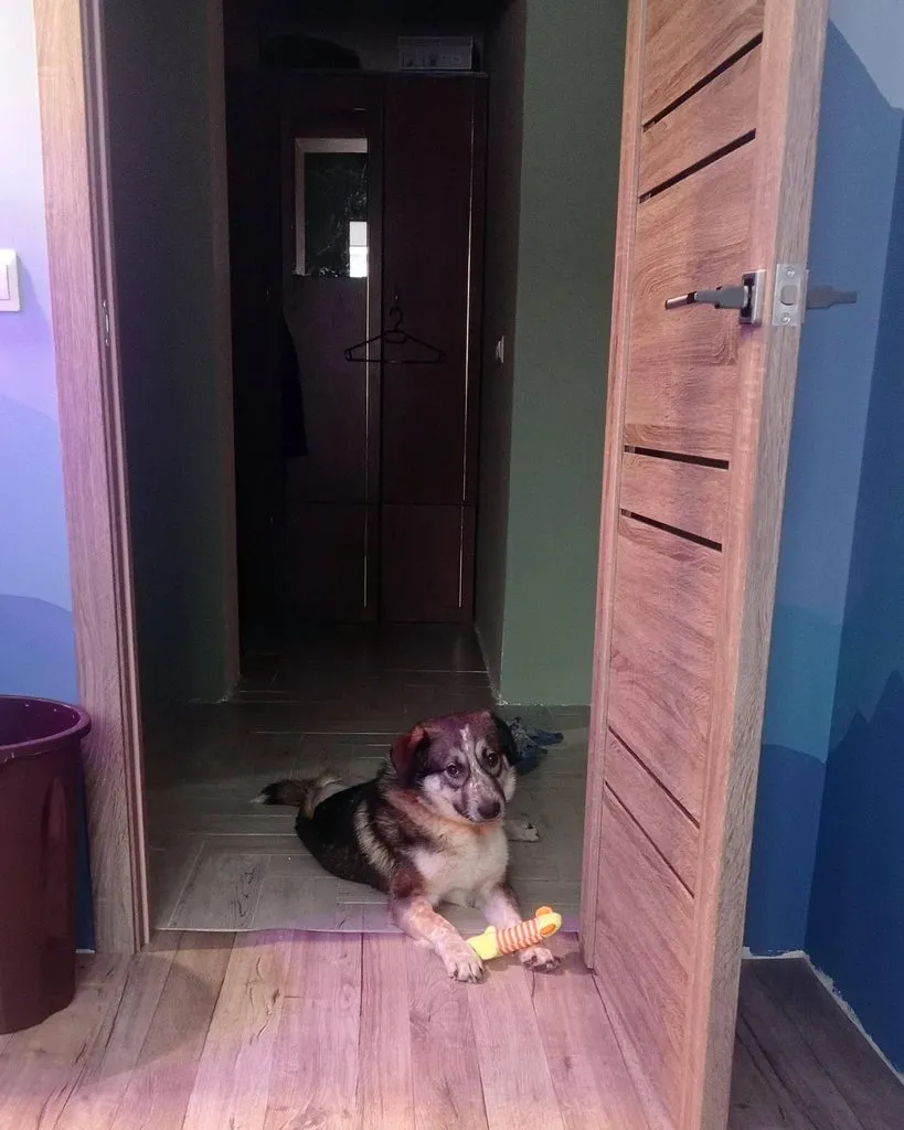Человек собаке друг!!!