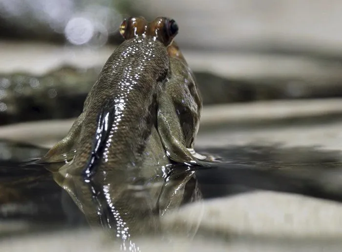 Рыбы, которые ходят по суше