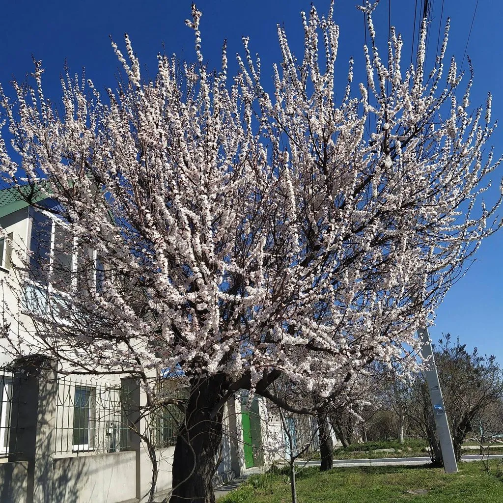 Чайная беседка