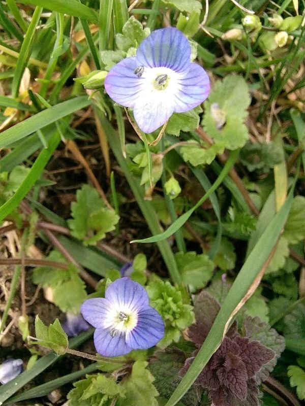 Чайная беседка