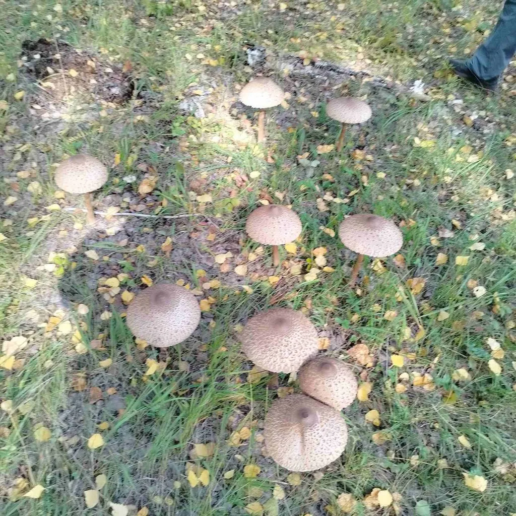 Чайная беседка