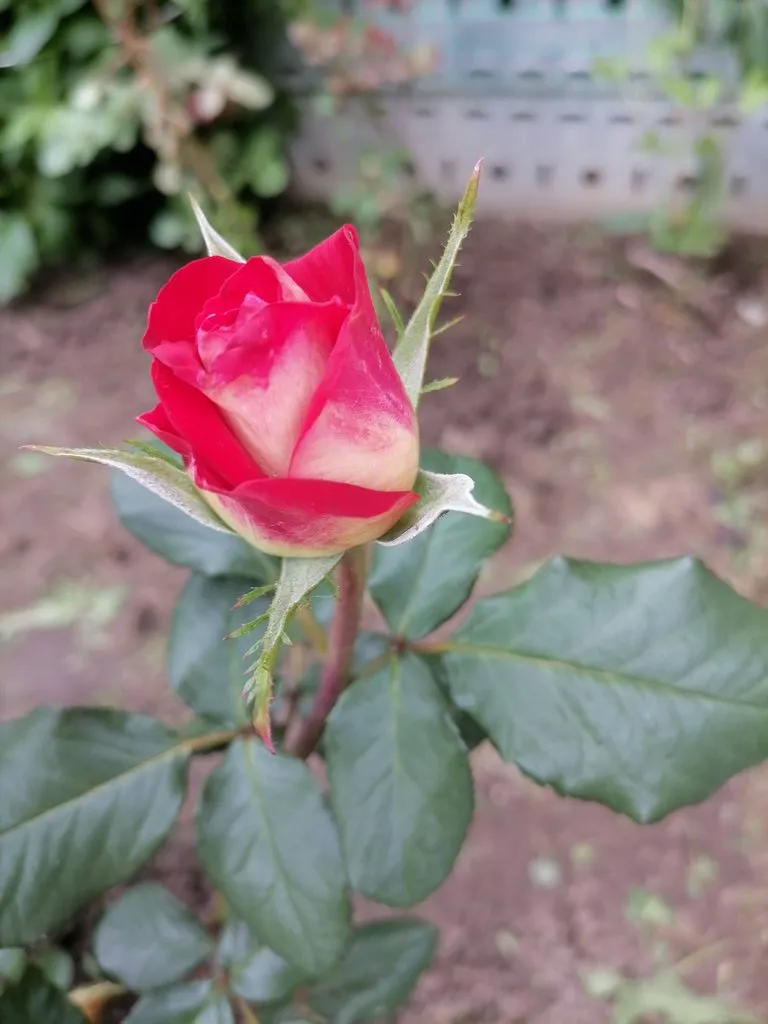 Флора