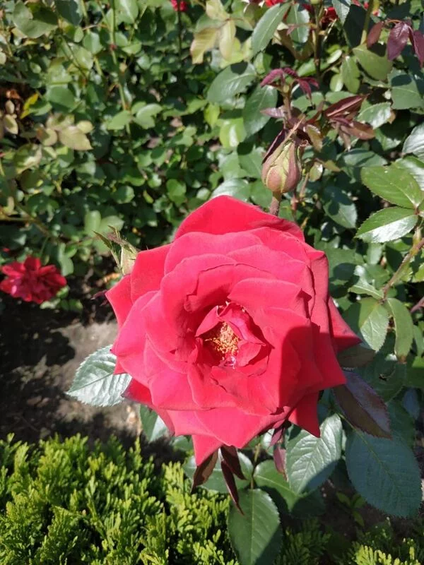 Чайная беседка