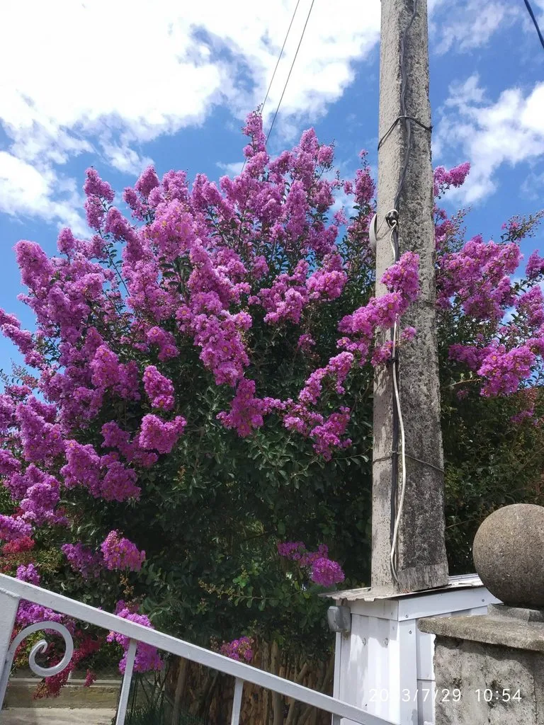 Флора