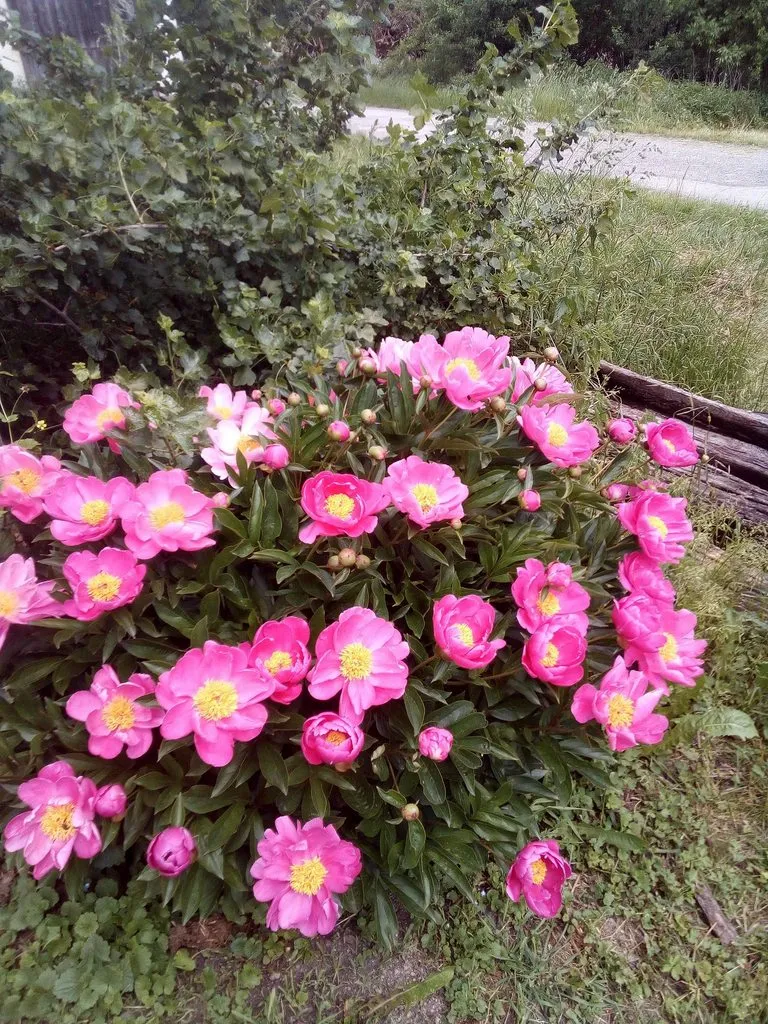 Чайная беседка