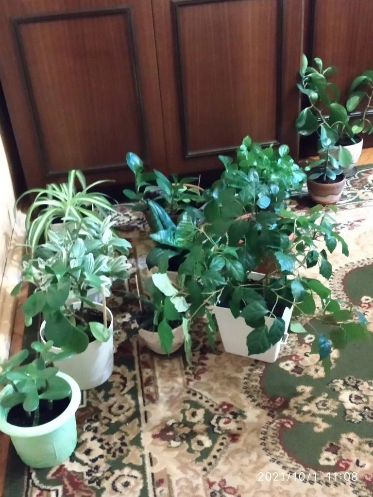 Tapтaлeтки & Ко