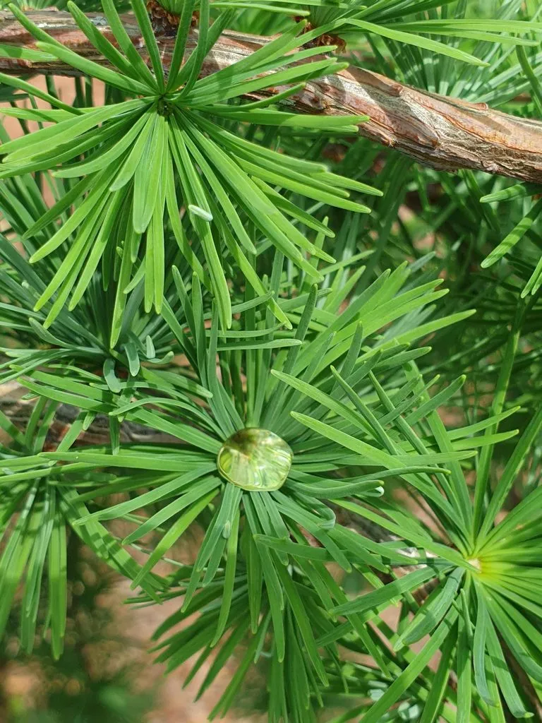 Чайная беседка