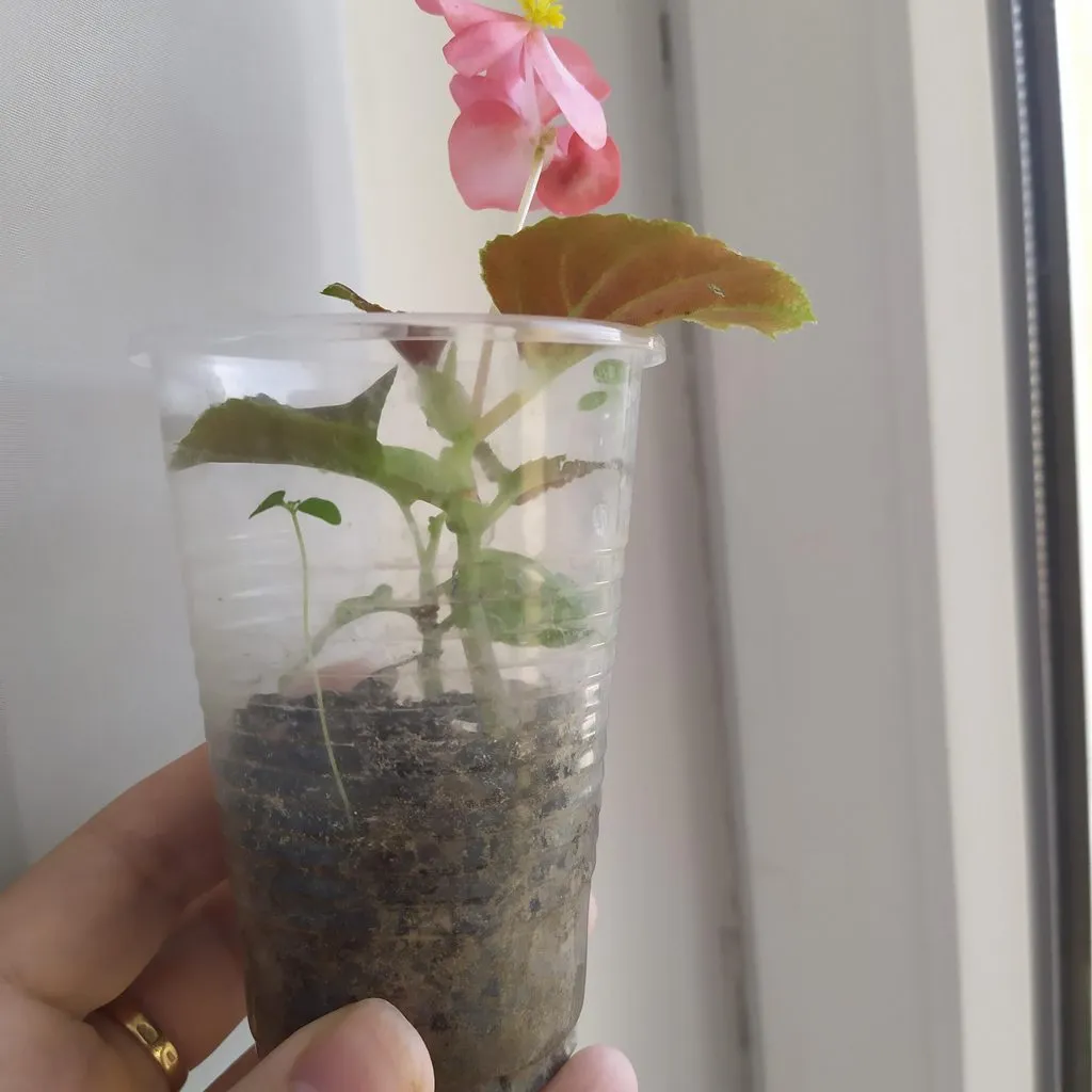 Чайная беседка