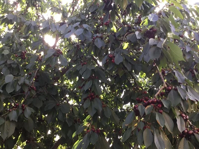 Чайная беседка