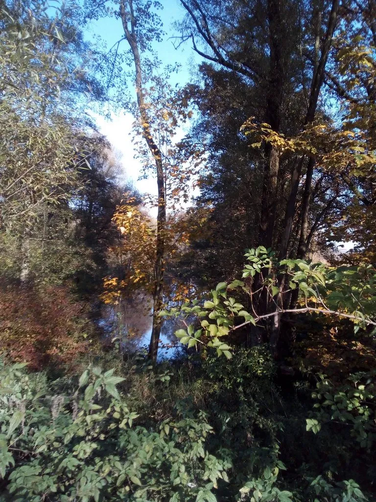 Tapтaлeтки & Ко