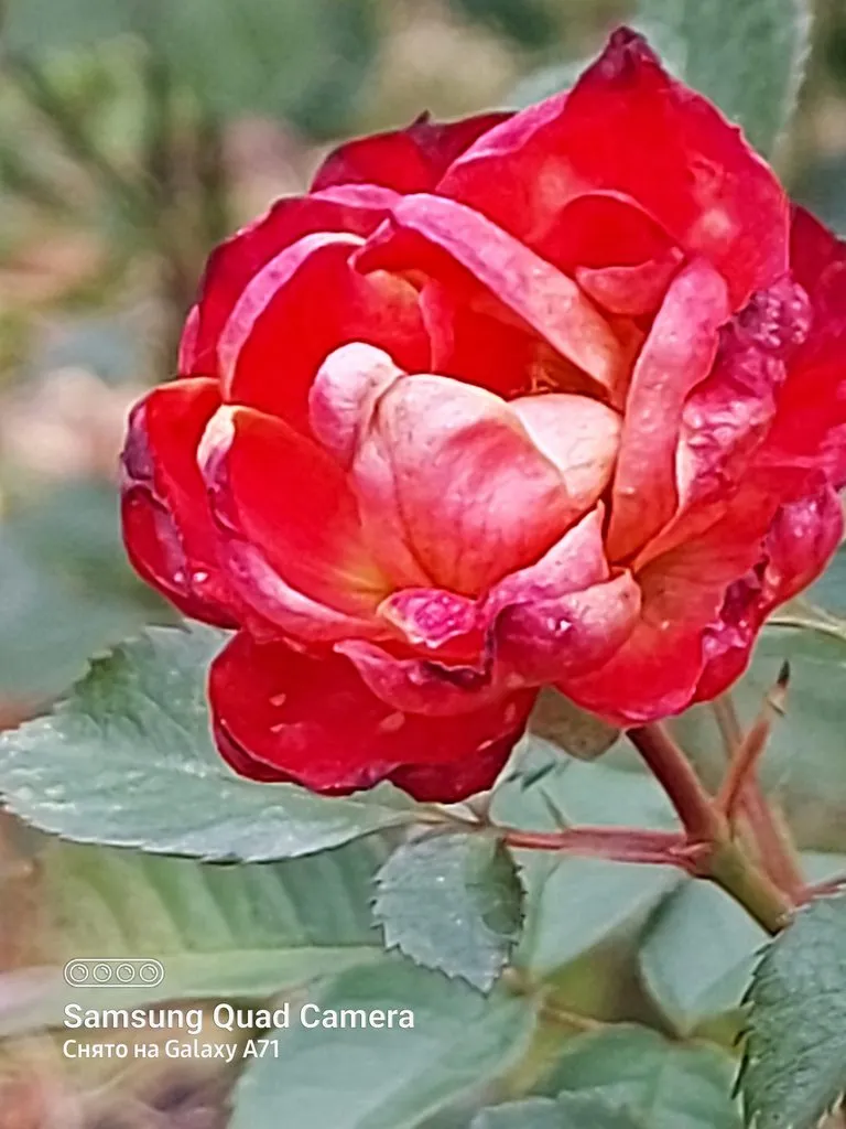 Tapтaлeтки & Ко