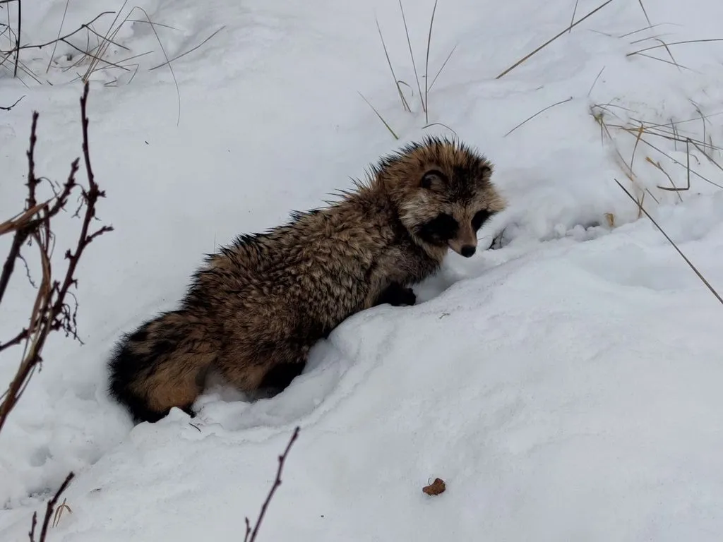 Чайная беседка