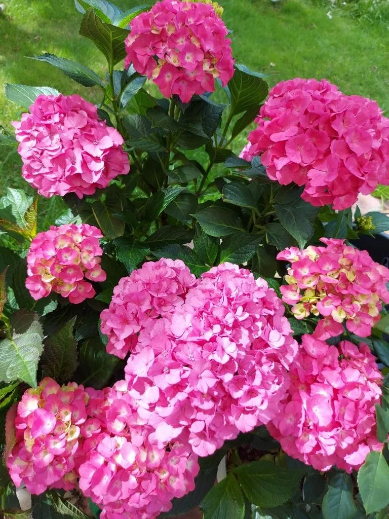 Флора