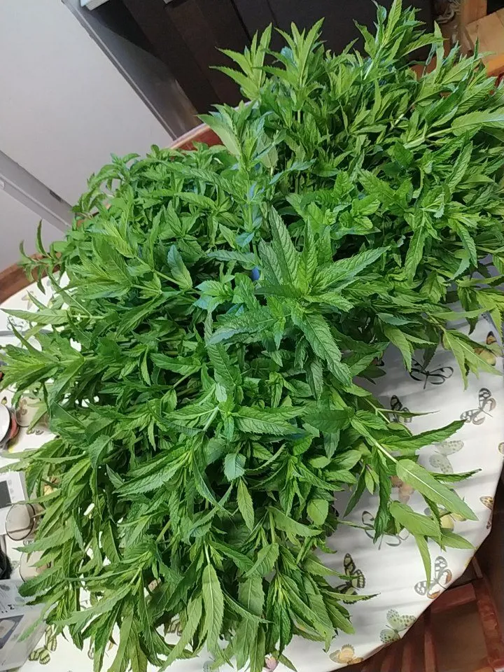 Чайная беседка