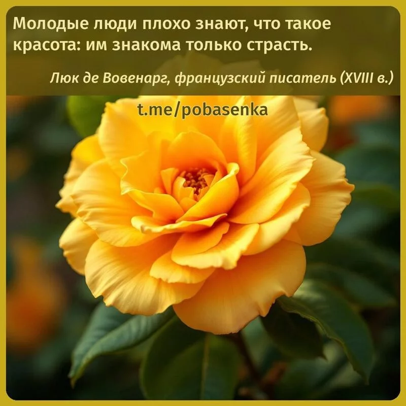 «Молодые люди плохо знают, что такое красота им знакома только...» height="550" width="550"