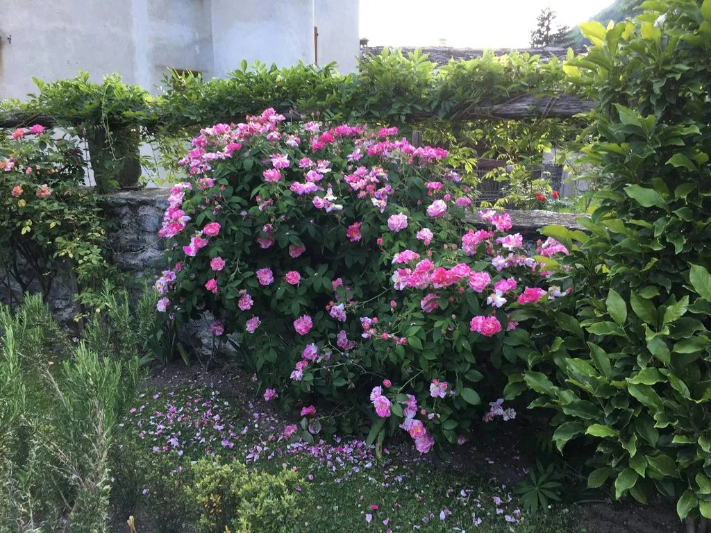 Чайная беседка