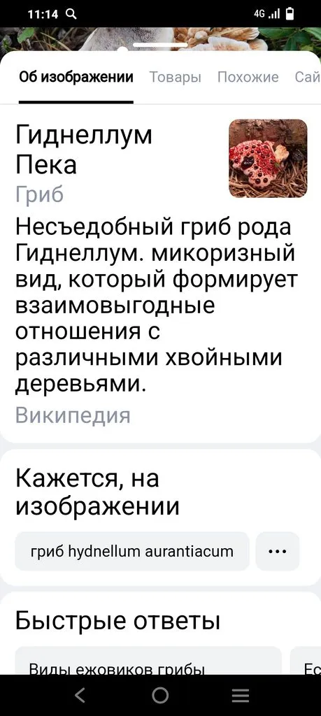 По грибы с лукошком