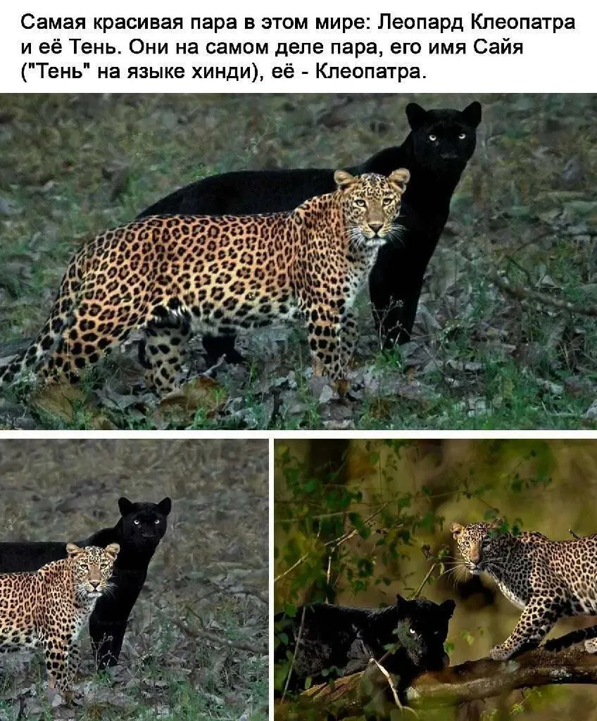 Эти забавные животные