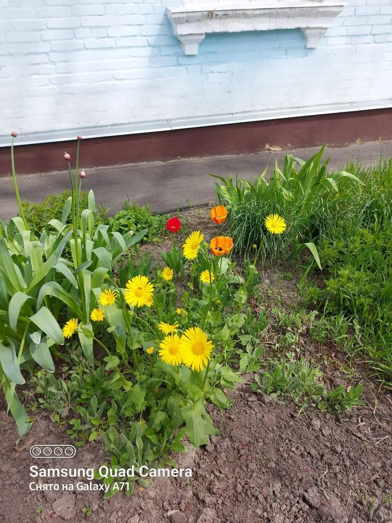 Чайная беседка