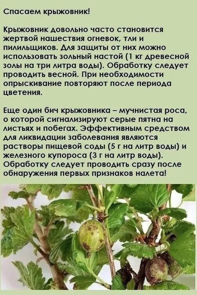 Садово-огородная  инфографика