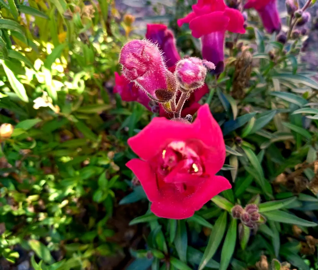 Чайная беседка