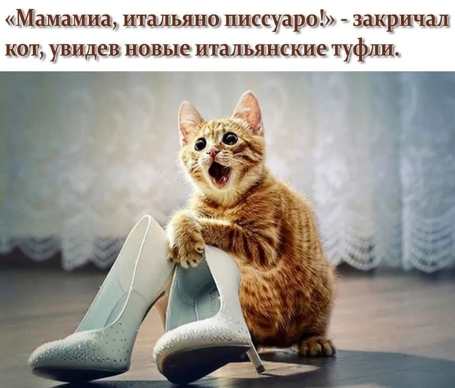 Кто сказал "Мяу"?