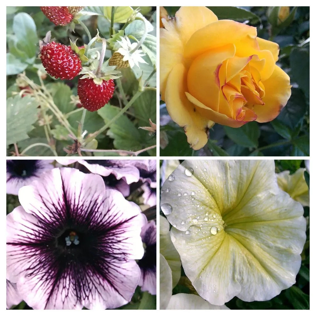 Чайная беседка