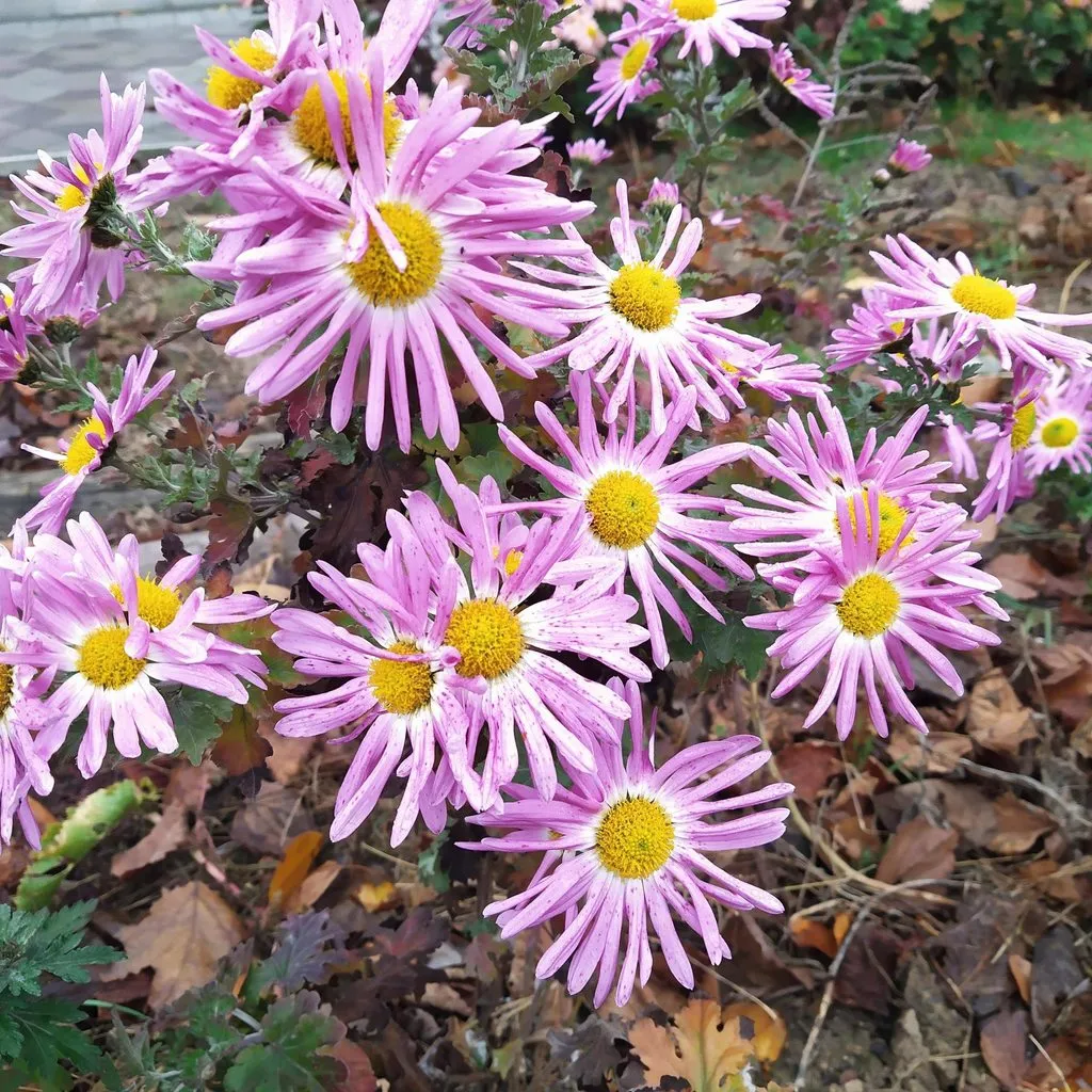 Чайная беседка