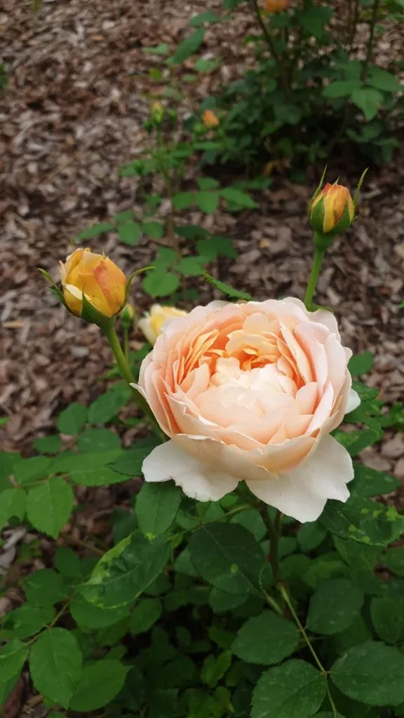 Чайная беседка