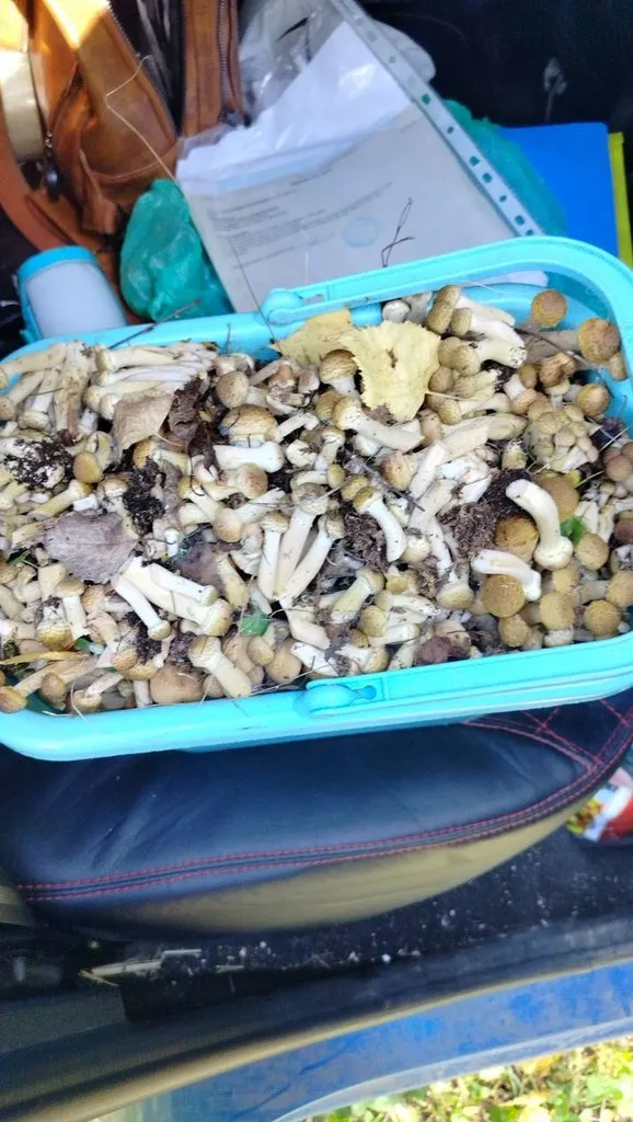 Чайная беседка