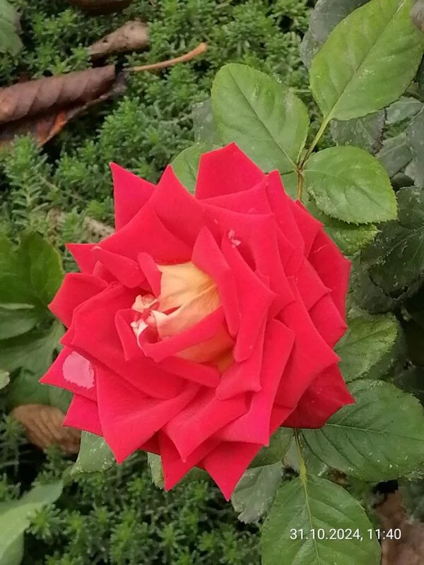 Чайная беседка