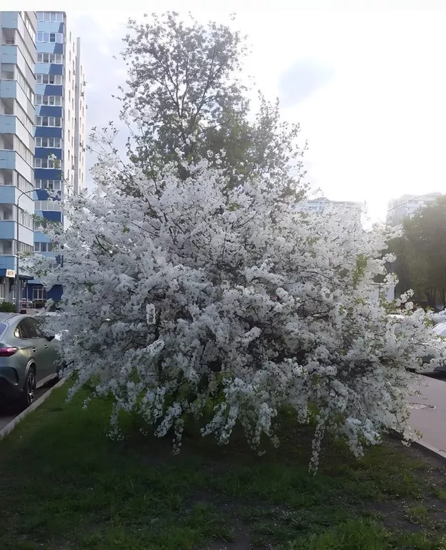 Коломенское