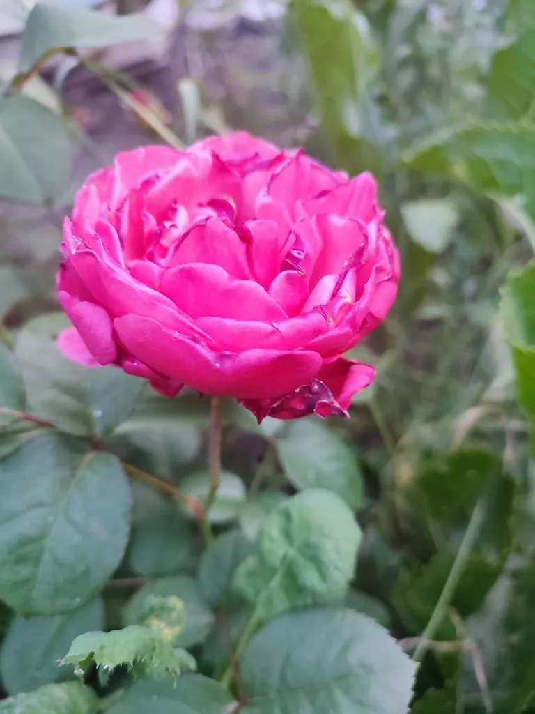 Флора